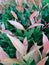 Beautifully pink syzygium plant