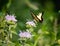 Beautifully posed eastern tiger swallowtail on top of bee balm flower in field