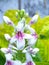 Beautifully pseuderanthemum reticulatum flowers