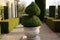 a beautifully sculpted topiary in a large pot