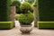 a beautifully sculpted topiary in a large pot
