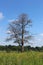 Beautifully Shaped Dead Tree in a Meadow of Wild Flowers