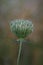 Beautifully shaped fruit cluster with forming seeds of Queen Anne`s Lace or bird`s nest plant Daucus carota in summer wild