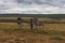 Beautifully striped zebraâ€™s wandering around in Addo Elephant Park