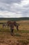 Beautifully striped zebraâ€™s wandering around in Addo Elephant Park