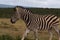 Beautifully striped zebraâ€™s wandering around in Addo Elephant Park