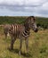 Beautifully striped zebraâ€™s wandering around in Addo Elephant Park