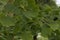 Beautifully sunlit ginkgo leaves with shallow dof. Outdoor ginkgo biloba leaves ,Closeup