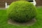 Beautifully trimmed green conifer shrub in backyard of house