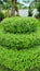 Beautifully Trimmed Ornamental Plant in Garden