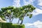 Beautifully trimmed tree crowns against a bright blue cloudy sky on a sunny day. Space for text