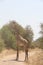 Beautifully view of giraffe at ruaha national park