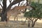 Beautifully view of giraffe at ruaha national park