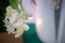 Beautifully White Orchid close up. Wedding Decorations