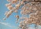 Beautifult white - pink cherry blossom in spring garden on a blue sky background