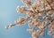 Beautifult white - pink cherry blossom in spring garden on a blue sky background