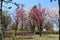 Beautifult white and pink cherry blossom in spring garden on a blue sky background