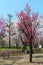 Beautifult white and pink cherry blossom in spring garden on a blue sky background