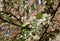 Beautifult white plum blossom in spring in a city