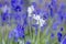 BeautifulWhite bluebells flowers close up