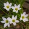 Beautifuly arranged White Lily Flowers