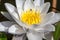 Beautifuly lotus flower, white nymphaea alba or water lily among, macro