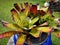 Beautifulâ€‹ Bromeliadâ€‹ inâ€‹ gardenâ€‹ decorationâ€‹