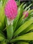 Beautifulâ€‹ Bromeliadâ€‹ inâ€‹ gardenâ€‹ decorationâ€‹