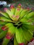 Beautifulâ€‹ Bromeliadâ€‹ inâ€‹ gardenâ€‹ decorationâ€‹