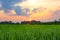 Beautifulâ€‹ landscapeâ€‹ viewâ€‹ riceâ€‹ paddyâ€‹ fieldsâ€‹ andâ€‹ sunsetâ€‹ inâ€‹ theâ€‹ countryside