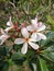 Beautifulâ€‹ plumeriaâ€‹ flowerâ€‹ inâ€‹ gardenâ€‹ decorationâ€‹