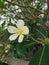 Beautifulâ€‹ plumeriaâ€‹ flowerâ€‹ inâ€‹ gardenâ€‹ decorationâ€‹