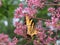 Beautifyl Yellow and Black Butterfly on Pink Flowers