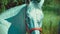 Beautigul white horse standing in front of camera and looks ahead