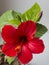Beautilful flower of a red hibiscus,chinese rose
