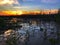 Beautiul sunset and silhouette mangrove forest