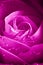 Beautiul violet pink rose