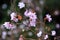 Beautuful japan sakura flowers. Close up flower photo. Natural beauty