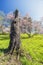 Beautuful tall tree stump on grassy hill with pink magnolia flow