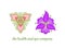 Beauty abstract orchid and garden violet flowers icon for logo design