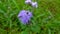 Beauty of Ageratum. It is a genus of 40 to 60 annual and warm temperate flowering plants of the Asteraceae family.