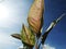 Beauty of aglonema under bluesky