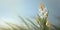 Beauty asphodel flower, garden decoration, copy space blurred background