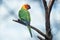 Beauty Australian green parakeet