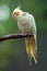 Beauty Australian White parakeet