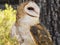 Beauty of the Barn Owl
