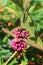 A beauty berry flower blooming in Florida