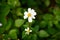 The beauty of bidens pilosa flowers