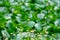 Beauty of the Bidens pilosa flowers background green Eichhornia