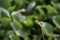 Beauty of the Bidens pilosa flowers background green Eichhornia crassipes